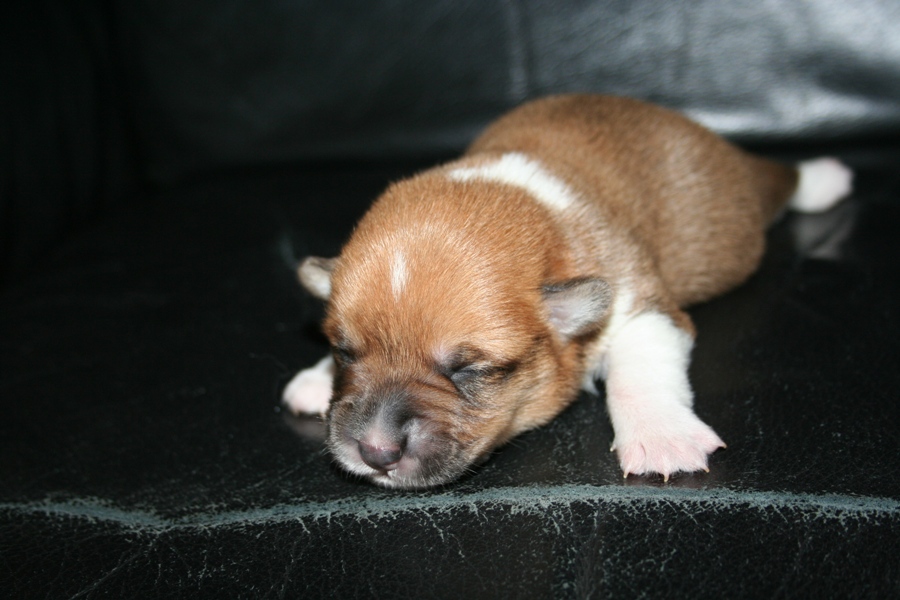 Puppies